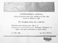 Umbilicaria arctica image